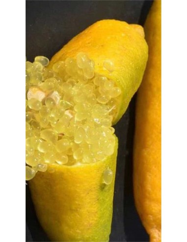 Limone caviale giallo Ø26 (nano)