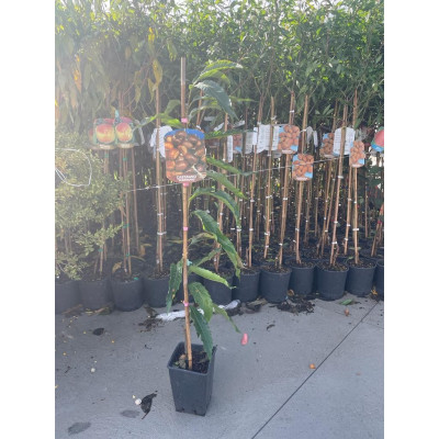 Pianta di Castagno ‘Bouche de Betizac’ Ø15 cm – Castagne di grossa pezzatura, ibrido euro‑giapponese