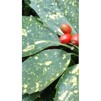 Pianta di Aucuba Japonica Crotonifolia Ø24