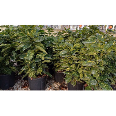 Pianta di Aucuba Japonica Crotonifolia Ø24