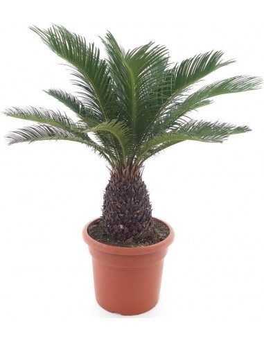 Pianta Cycas Revoluta Ø26