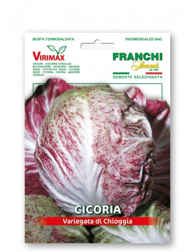 Semi di Cicoria Variegata di Chioggia