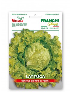Semi di Lattuga Batavia Bionda di Parigi