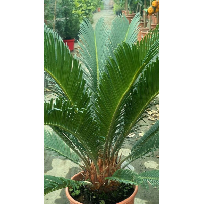 Pianta di Cycas Revoluta Ø20