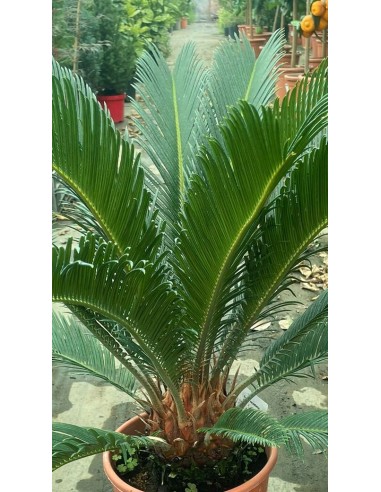 Pianta di Cycas Revoluta Ø20