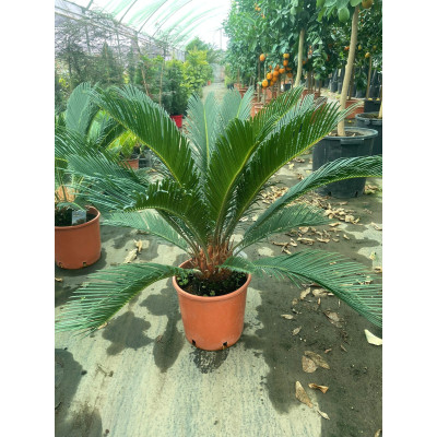 Pianta di Cycas Revoluta Ø20