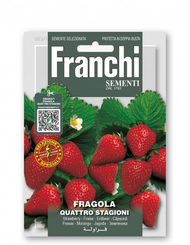 Semi di Fragola Quattro Stagioni