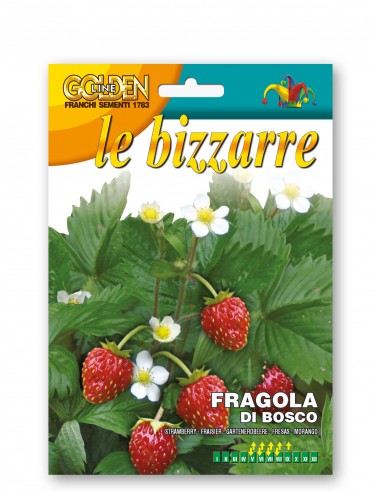 Semi di Fragola di Bosco