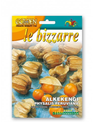 Semi di Alkekengi Physalis Peruviana