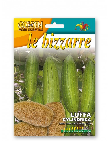 Semi di Luffa Cylindrica