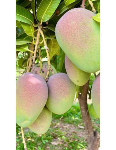 Pianta di Mango Keitt Ø20