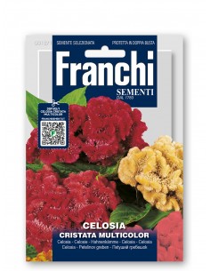 Semi di Celosia Cristata Multicolor