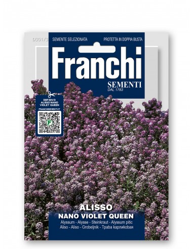 Semi di Alisso Nano Violet Queen