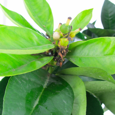 Arancio Vaniglia Fitocella – Citrus Sinensis Dolce e Aromatico