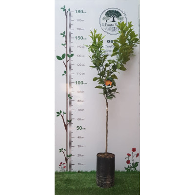 Arancio Washington Fitocella – Citrus Sinensis Dolci e Succosi