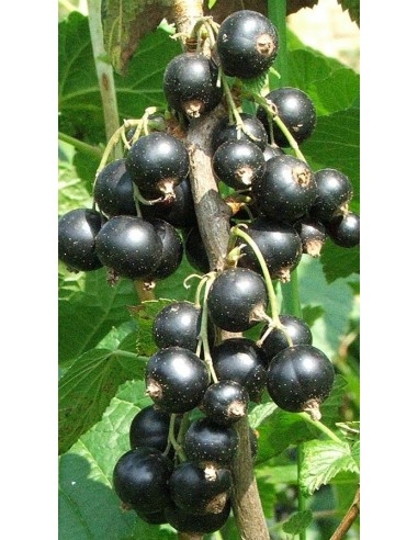 Pianta di Ribes Nero Ø20