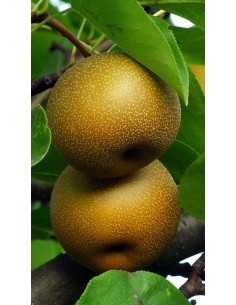 Pianta di Nashi Hosui Ø20
