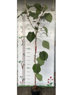 Pianta di Kiwi Tomuri (Impollinatore) in Vaso da 20 cm 2
