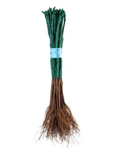 Pianta di Vite Crimson Seedless (barbatella) 2