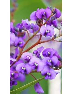 Pianta di Handerbergia Viola Piramide Ø15