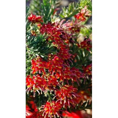 Pianta di Grevillea Fireworks Ø24
