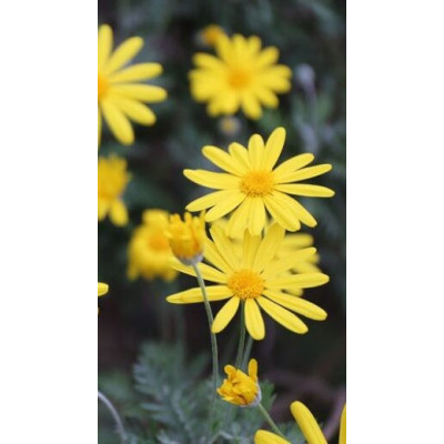 Pianta di Euryops Pectinatus Ø14