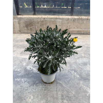 Pianta di Euryops Pectinatus Ø14