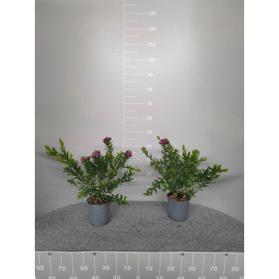 Pianta di Polygala Myrtifolia Ø15
