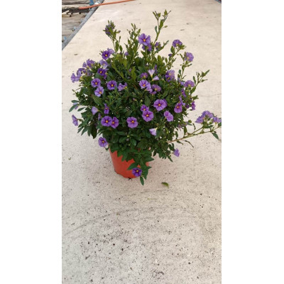 Pianta di Solanum Rantonetti Cespuglio Ø17