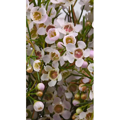 Pianta di Wax Flower Bianco Ø14