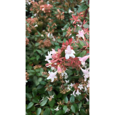 Pianta di Abelia Grandiflora in Vaso da 16 cm