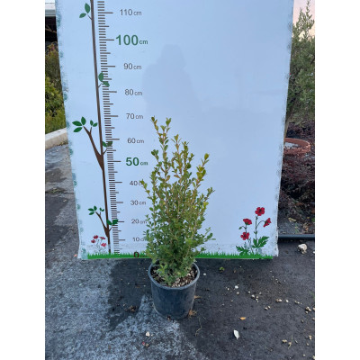 Pianta di Buxus Faulkner in Vaso da 18 cm