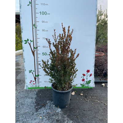 Pianta di Buxus Faulkner in Vaso da 20 cm