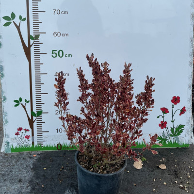 Pianta di Coprosma Tricolor in vaso da 18 cm