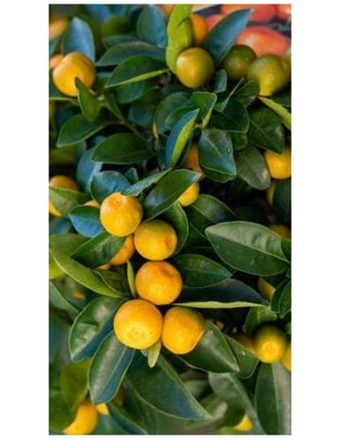Pianta di Calamondino in Vaso da 20 cm (Innesto Basso)