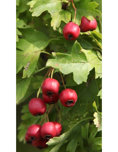 Pianta di Azzeruolo Rosso in Vaso 20 - da Frutto