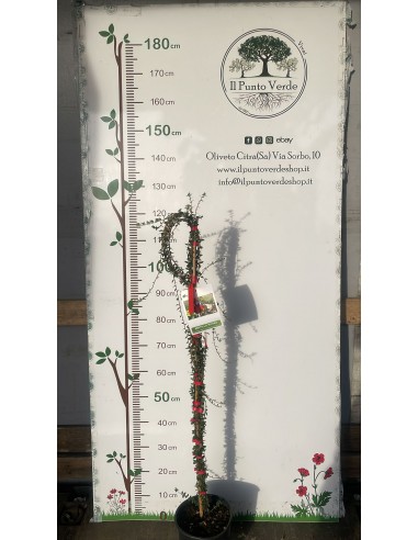 Pianta di Mirtillo Rosso in Vaso da 20 cm - da...