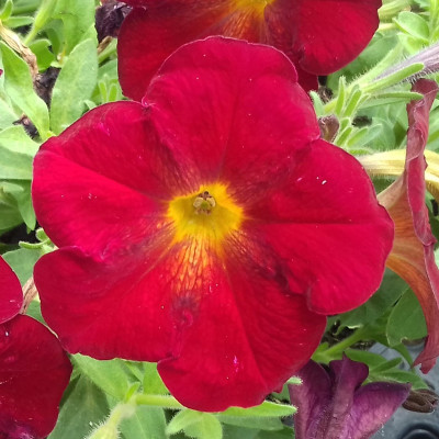 Pianta di Petunia House Ruby Glow in Vaso da 14 cm