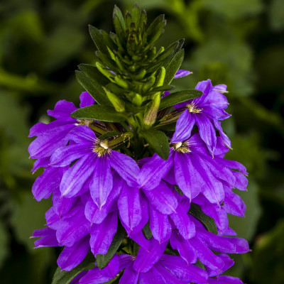 Pianta di Scaevola Aemula Whirlwind Dark Blue in Vaso da 14 cm