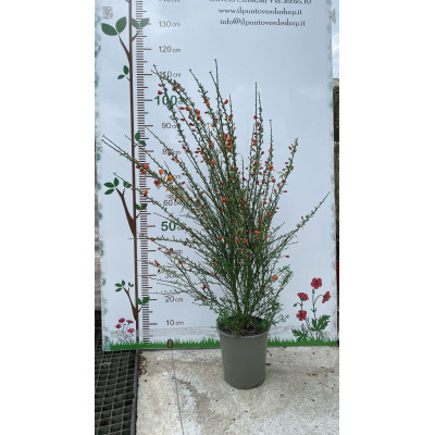 Pianta di Cytisus Scoparius Lena in Vaso da 19 cm