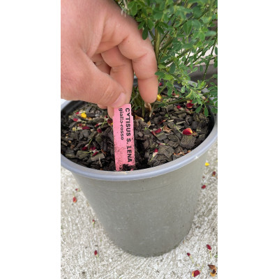 Pianta di Cytisus Scoparius Lena in Vaso da 19 cm