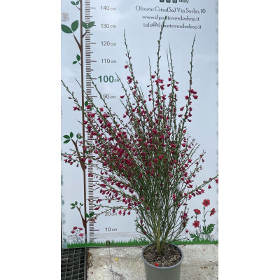 Pianta di Cytisus Scoparinus Boskoop Ruby in Vaso da 19 cm