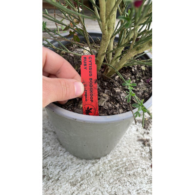 Pianta di Cytisus Scoparinus Boskoop Ruby in Vaso da 19 cm