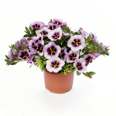 Pianta di Calibrachoa Callie Strawberry Spark in Vaso da 14 cm