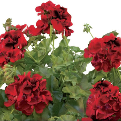 Geranio Edere Anka Vaso 14 cm – Fioritura Rossa | Il Punto Verde Shop