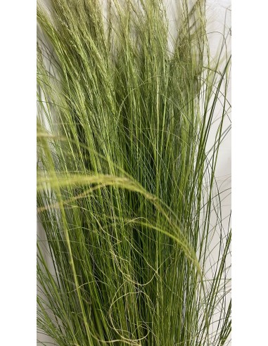 Pianta di Stipa Tenuissima Capelli d'Angelo in Vaso da 14 cm