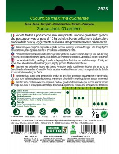 Semi Dotto di Zucca Jack O’Lantern 2