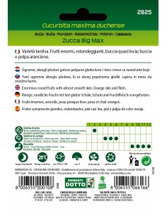 Semi Dotto di Zucca Big Max 2