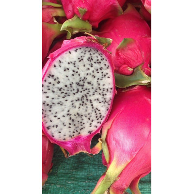 Pitaya Frutto Rosso Polpa Bianca – Pianta Tropicale da Frutto