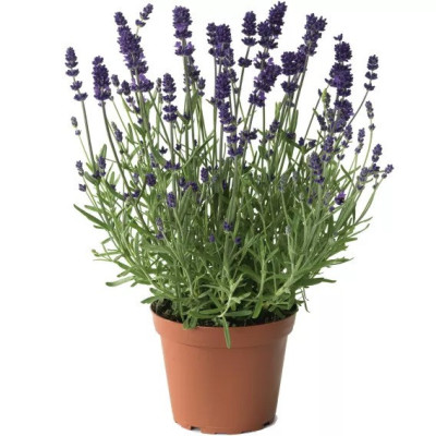 Lavanda Scent Blue Early – Pianta Fiorita in Vaso 14 cm